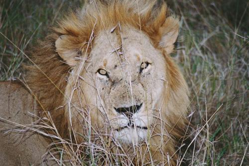 Fotos menos valoradas » Foto de al garcia - Galería: retratos animales - Fotografía: mirada fija