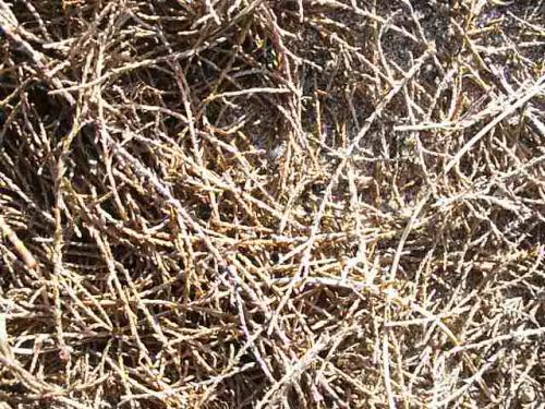 Fotos menos valoradas &raquo; Foto de Teo - Galer&iacute;a: Texturas - Fotograf&iacute;a: Pasto seco.2