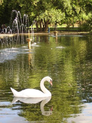 Fotos menos valoradas &raquo; Foto de Samn - Galer&iacute;a: Natural 100% - Fotograf&iacute;a: Cisne