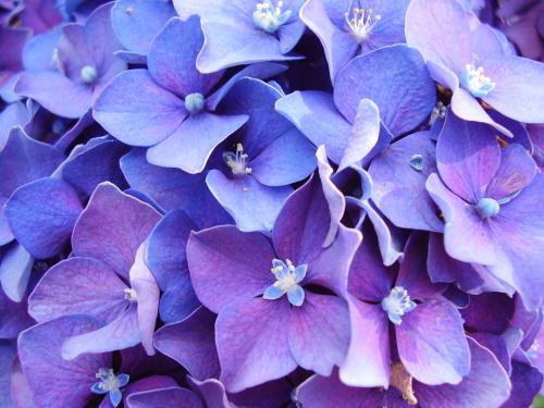 Fotograf&iacute;as mas votadas &raquo; Autor: Samn - Galer&iacute;a: Natural 100% - Fotograf&iacute;a: Azul