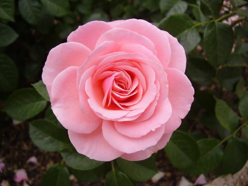 Fotografías mas votadas » Autor: Samn - Galería: Natural 100% - Fotografía: Perfeccin