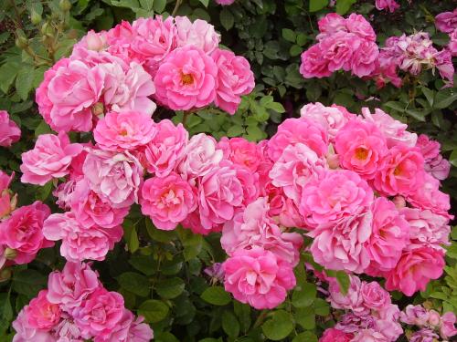 Fotos mas valoradas » Foto de Samn - Galería: Natural 100% - Fotografía: Fiesta rosa