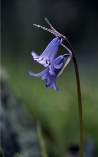 Fotografías mas votadas » Autor: Imagen Dirk Borms - Galería: La Vera resiste - Fotografía: Campanula Persicif