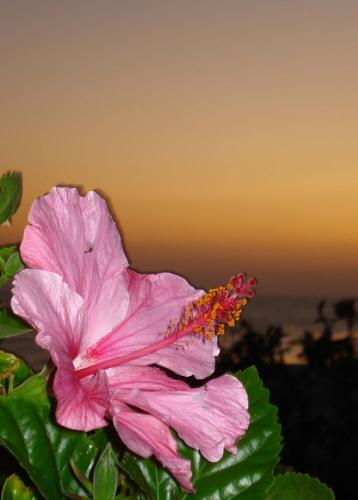 Fotos mas valoradas » Foto de kontxa - Galería: Matalascaas 2007 - Fotografía: Flores en el mar