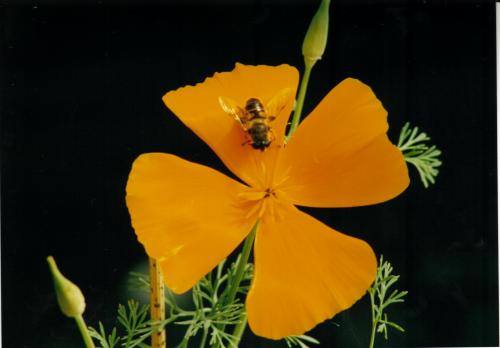 Fotografías mas votadas » Autor: Hector Yaez Linnebrink - Galería: fotos varias - Fotografía: abeja