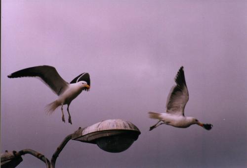 Fotos mas valoradas » Foto de Hector Yaez Linnebrink - Galería: fotos varias - Fotografía: gaviotas acrobatic