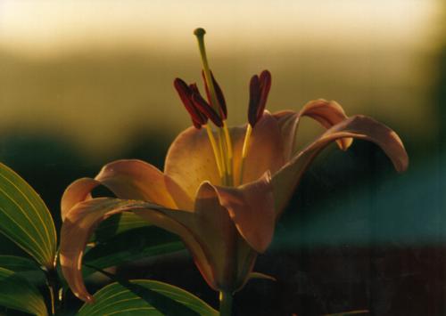 Fotografías mas votadas » Autor: Hector Yaez Linnebrink - Galería: fotos varias - Fotografía: lillium