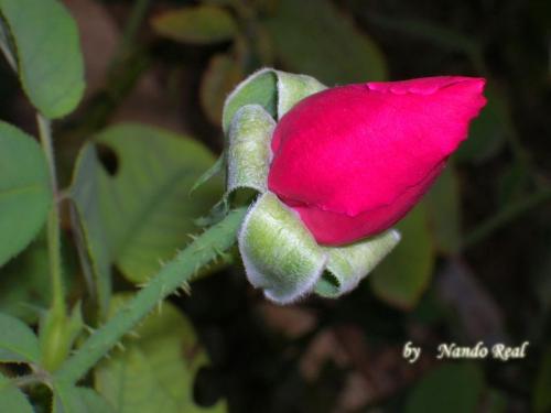 Fotos mas valoradas » Foto de nando - Galería: La grandeza de lo cotidiano - Fotografía: rosa