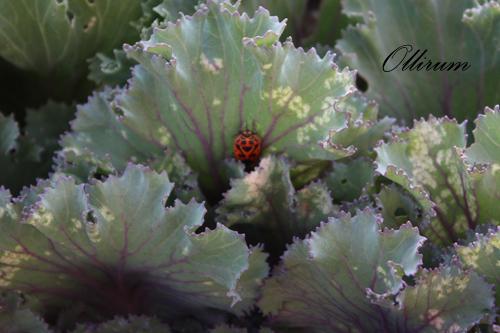 Fotografías mas votadas » Autor: Ollirum - Galería: Naturaleza botanica - Fotografía: Un mundo verde