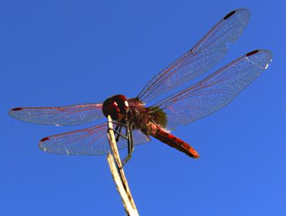 Fotos mas valoradas » Foto de santiago vara lopez - Galería: extremadamente-dura - Fotografía: LIBELULA 2