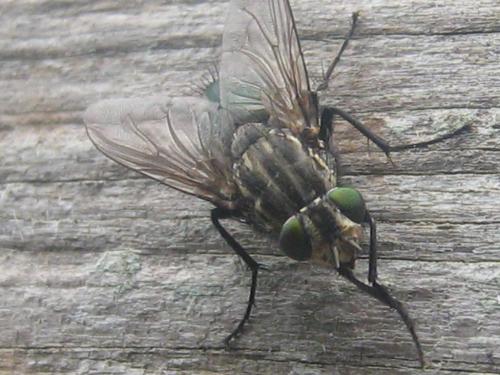 Fotos mas valoradas » Foto de Ferpadog - Galería: Insectos - Fotografía: Insectos 001