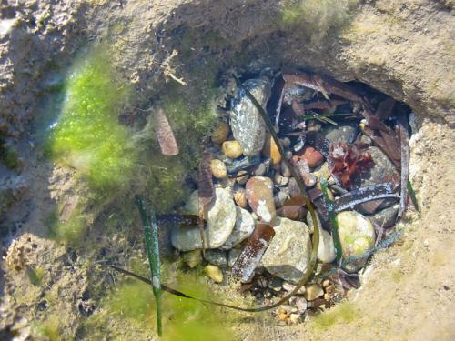 Fotos menos valoradas » Foto de diegodi - Galería: Sitios y lugares - Fotografía: Fondo marino