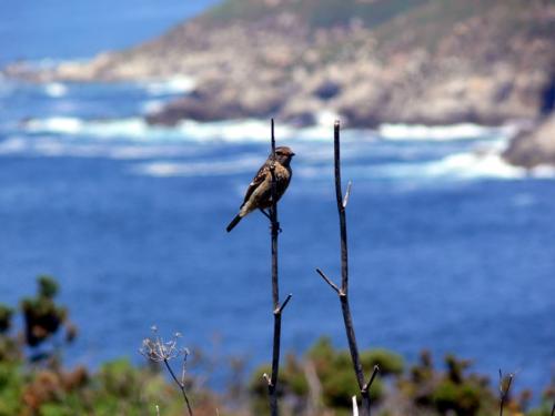 Fotos mas valoradas » Foto de santiago vara lopez - Galería: GALICIA - Fotografía: pajarito