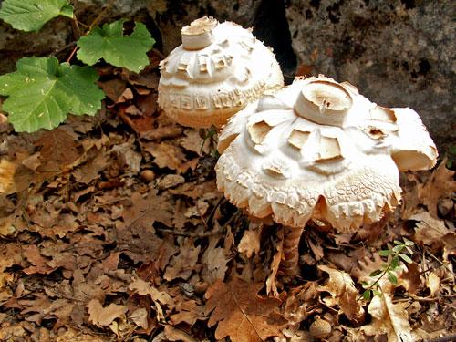 Fotos mas valoradas » Foto de Oscar Lastera Sanchez - Galería: Un Vistazo - Fotografía: El otoo nos viste