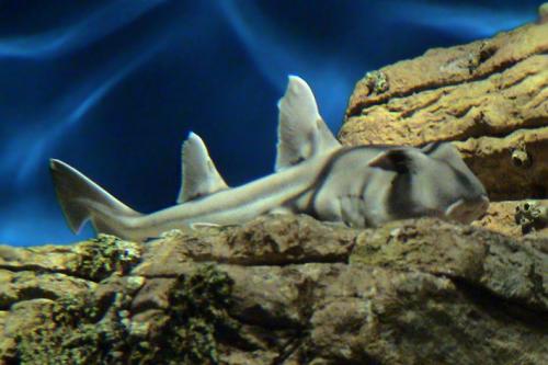 Fotos menos valoradas &raquo; Foto de Sin Nombre - Galer&iacute;a: Selecci�n - Fotograf&iacute;a: Mini_Shark