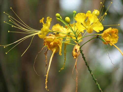 Fotos menos valoradas » Foto de Larga - Galería: Primognitas - Fotografía: Flor amarilla