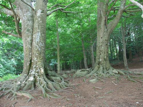 Fotos menos valoradas &raquo; Foto de Marcos Osorio - Galer&iacute;a: Naturaleza - Fotograf&iacute;a: Raices