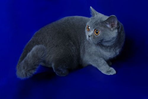 Fotos mas valoradas » Foto de Irene C.B. - Galería: Mascotas - Fotografía: 