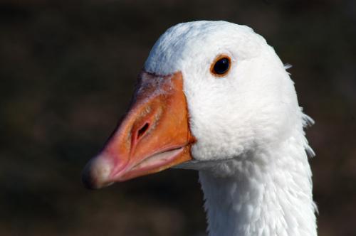 Fotos mas valoradas » Foto de Ernest - Galería: Animales de cerca - Fotografía: 