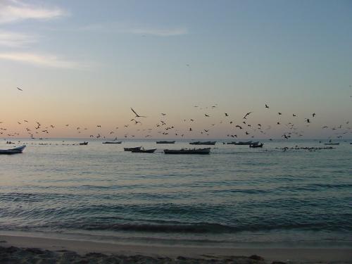 Fotos mas valoradas » Foto de Ruben Dario - Galería: Paisajes - Fotografía: Tarde de aves