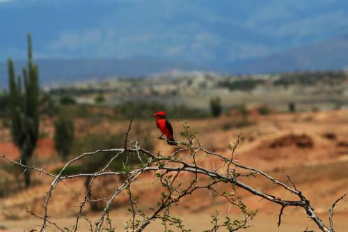 Fotos mas valoradas » Foto de Jader - Galería: Desierto de la Tatacoa - Colombia - Fotografía: Ave cardenal