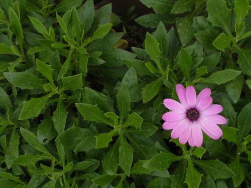 Fotos menos valoradas » Foto de dcooper - Galería: Flores - Fotografía: Flores