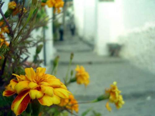 Fotos menos valoradas » Foto de dcooper - Galería: Flores - Fotografía: Flora