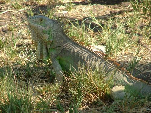 Fotos mas valoradas » Foto de Sergio R. - Galería: Naturaleza - Fotografía: Iguana