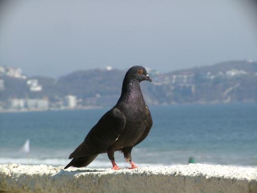 Fotos mas valoradas » Foto de Sergio R. - Galería: Naturaleza - Fotografía: Paloma negra
