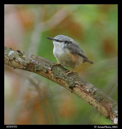 Fotos menos valoradas &raquo; Foto de AvismPhoto - Galer&iacute;a: Color Naturasabia - Fotograf&iacute;a: Color Naturasabia 