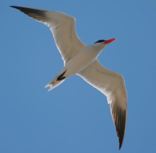 Fotografías mas votadas » Autor: Manel Puigcerver - Galería: Fotos de naturaleza - Fotografía: Sterna caspia