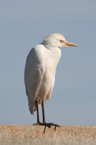 Fotografías mas votadas » Autor: Manel Puigcerver - Galería: Fotos de naturaleza - Fotografía: Bubulcus ibis
