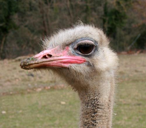 Fotografías mas votadas » Autor: Manel Puigcerver - Galería: Fotos de naturaleza - Fotografía: Avestruces en Gero