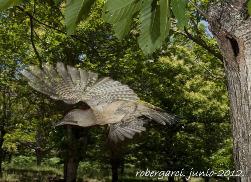 Fotografías menos votadas » Autor: robergarci - Galería: Zorro en 