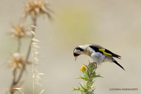 Fotos mas valoradas » Foto de avesnatureza - Galería: nem tudo so pardais - Fotografía: 