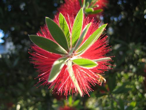 Fotos mas valoradas &raquo; Foto de Malabrigo - Galer&iacute;a: Acercase a la naturaleza - Fotograf&iacute;a: 