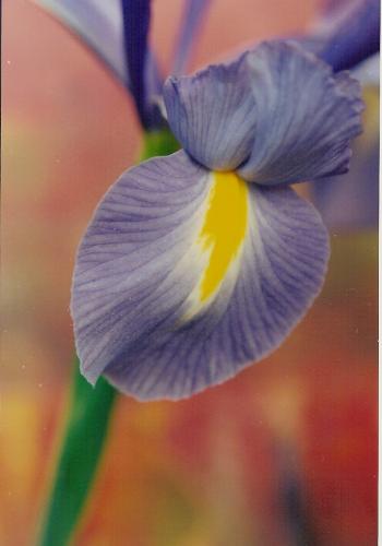 Fotos mas valoradas » Foto de Fraser - Galería: Flores - Fotografía: luces y colores 1