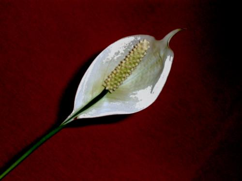 Fotografías mas votadas » Autor: Franal - Galería: Garden - Fotografía: 