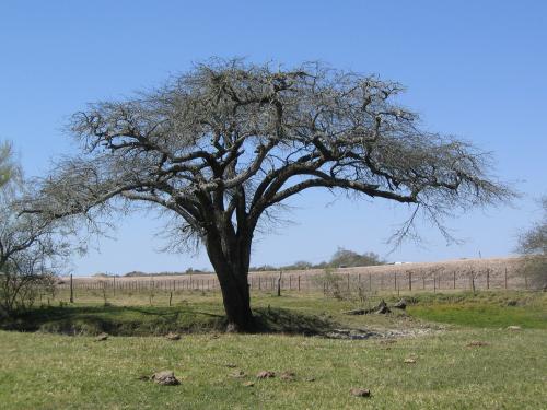 Fotos menos valoradas &raquo; Foto de Malabrigo - Galer&iacute;a: Septiembre en Malabrigo - Fotograf&iacute;a: Algarrobo
