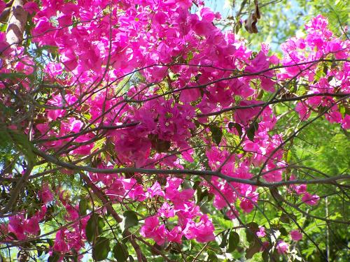 Fotos menos valoradas » Foto de Beto - Galería: Naturaleza - Fotografía:   Flores