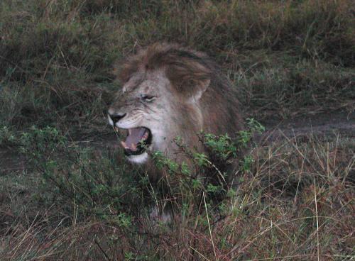 Fotos menos valoradas » Foto de Sin Nombre - Galería: Kenia - Fotografía: The King