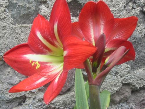 Fotos menos valoradas &raquo; Foto de OSCARPIETRO - Galer&iacute;a: Naturaleza - Fotograf&iacute;a: Rojo yo