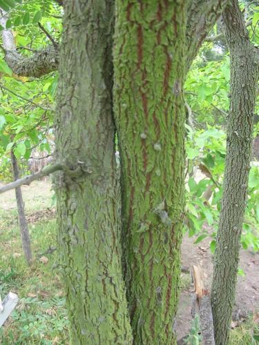 Fotos menos valoradas &raquo; Foto de OSCARPIETRO - Galer&iacute;a: Naturaleza - Fotograf&iacute;a: Verde que te quier