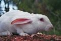 Foto galera: Lapin