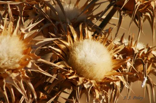 Fotos menos valoradas &raquo; Foto de Jos� J. Poley - Galer&iacute;a: Naturaleza - Fotograf&iacute;a: Dorado