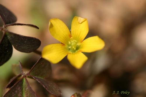 Fotos menos valoradas &raquo; Foto de Jos� J. Poley - Galer&iacute;a: Naturaleza - Fotograf&iacute;a: Flor de trebol