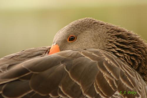 Fotos menos valoradas &raquo; Foto de Jos� J. Poley - Galer&iacute;a: Naturaleza - Fotograf&iacute;a: Coqueto