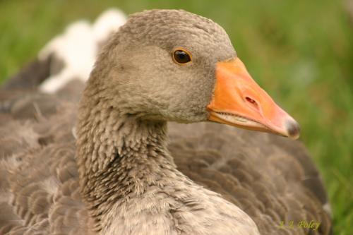 Fotograf&iacute;as mas votadas &raquo; Autor: Jos� J. Poley - Galer&iacute;a: Naturaleza - Fotograf&iacute;a: Descaro