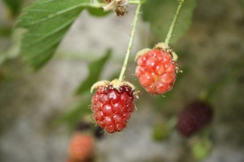 Fotos menos valoradas &raquo; Foto de fernando - Galer&iacute;a: naturaleza - Fotograf&iacute;a: frambuezas								