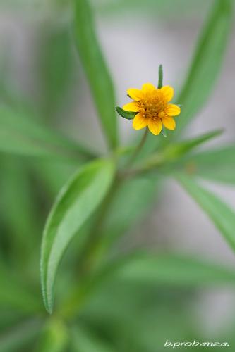 Fotos mas valoradas » Foto de Benjamin Probanza - Galería: SUEOS II - Fotografía: PEQUEO SOL